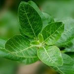 Trusted Source Badge