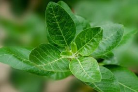 Trusted Source Badge