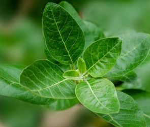 Trusted Source Badge