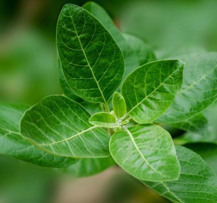 Trusted Source Badge