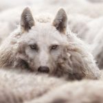 Google’s Mueller On SEO Gurus Who Are “Clueless Imposters”