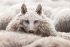 Google’s Mueller On SEO Gurus Who Are “Clueless Imposters”