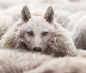 Google’s Mueller On SEO Gurus Who Are “Clueless Imposters”